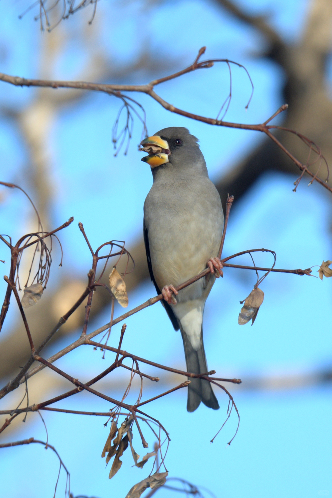Beijing/Tianjin-Beijing Yuyuantan Park is a must visit place for bird enthusiasts, where you can capture many rare bird species!