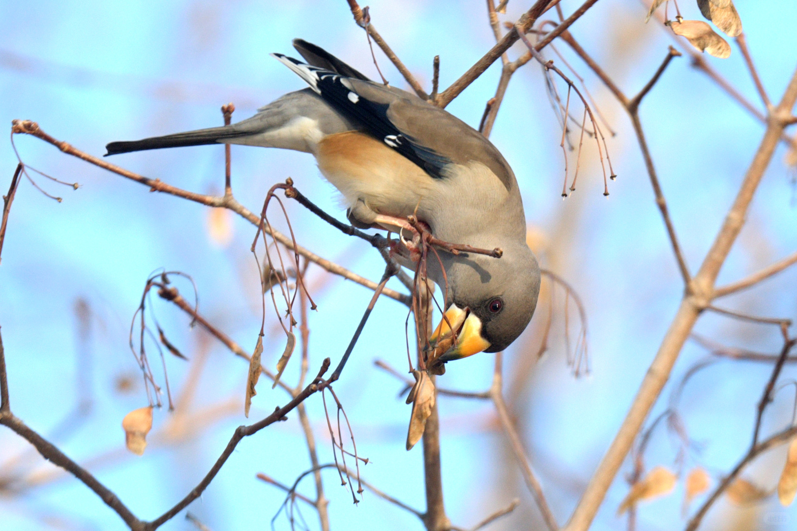 Beijing/Tianjin-Beijing Yuyuantan Park is a must visit place for bird enthusiasts, where you can capture many rare bird species!