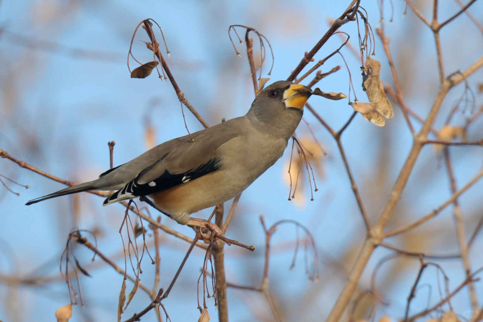 Beijing/Tianjin-Beijing Yuyuantan Park is a must visit place for bird enthusiasts, where you can capture many rare bird species!