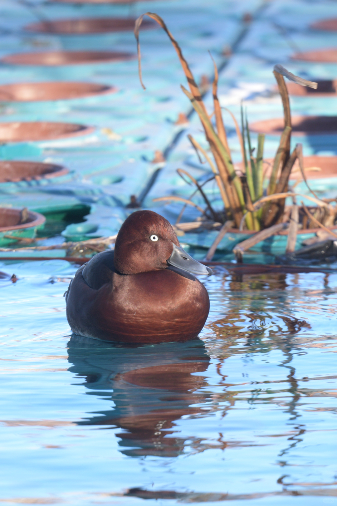Beijing/Tianjin-Beijing Yuyuantan Park is a must visit place for bird enthusiasts, where you can capture many rare bird species!