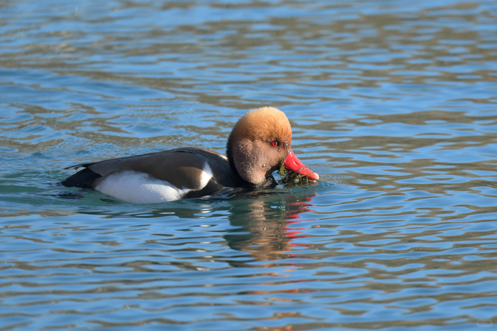 Beijing/Tianjin-Beijing Yuyuantan Park is a must visit place for bird enthusiasts, where you can capture many rare bird species!
