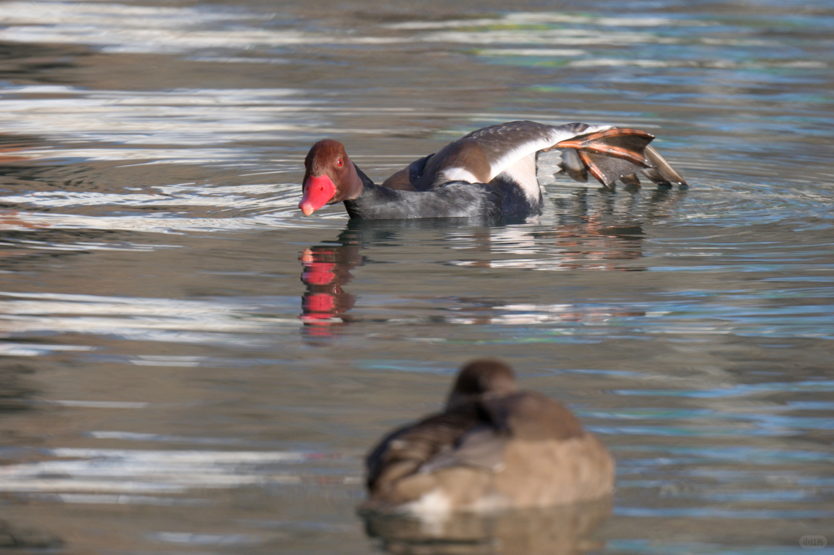 Beijing/Tianjin-Beijing Yuyuantan Park is a must visit place for bird enthusiasts, where you can capture many rare bird species!