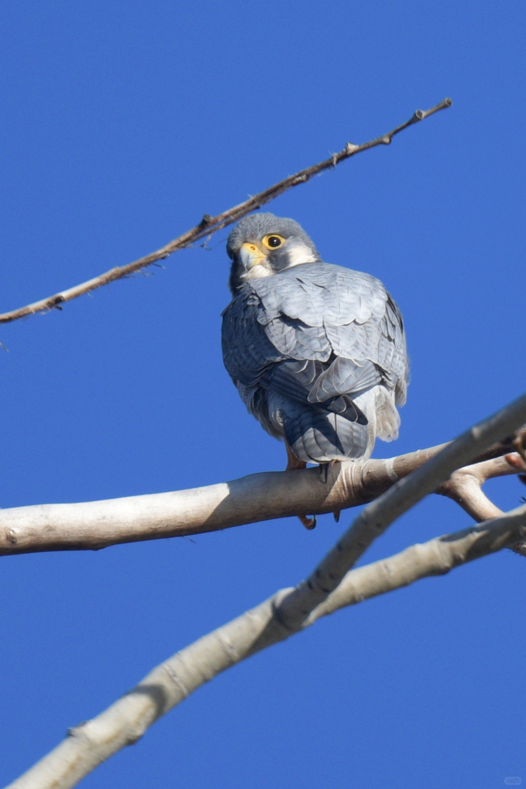 Beijing/Tianjin-Beijing Yuyuantan Park is a must visit place for bird enthusiasts, where you can capture many rare bird species!