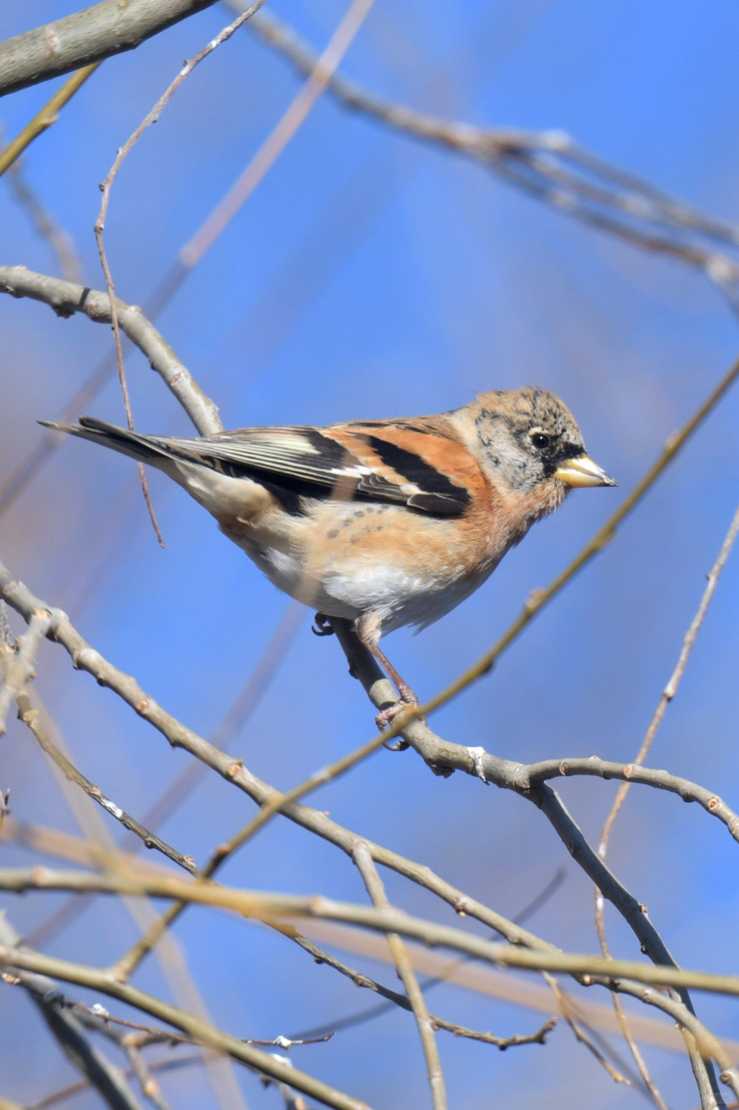 Beijing/Tianjin-Beijing Yuyuantan Park is a must visit place for bird enthusiasts, where you can capture many rare bird species!