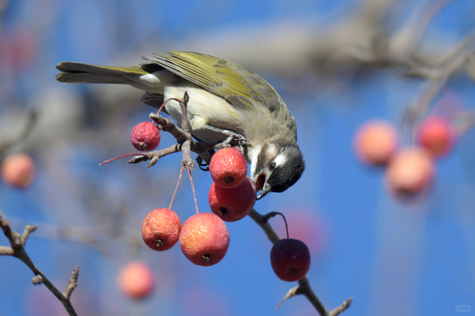 Beijing/Tianjin-Beijing Yuyuantan Park is a must visit place for bird enthusiasts, where you can capture many rare bird species!