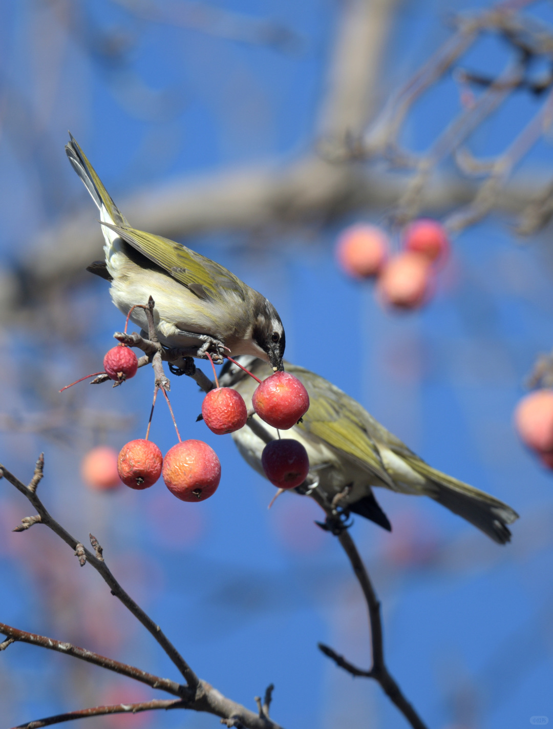 Beijing/Tianjin-Beijing Yuyuantan Park is a must visit place for bird enthusiasts, where you can capture many rare bird species!