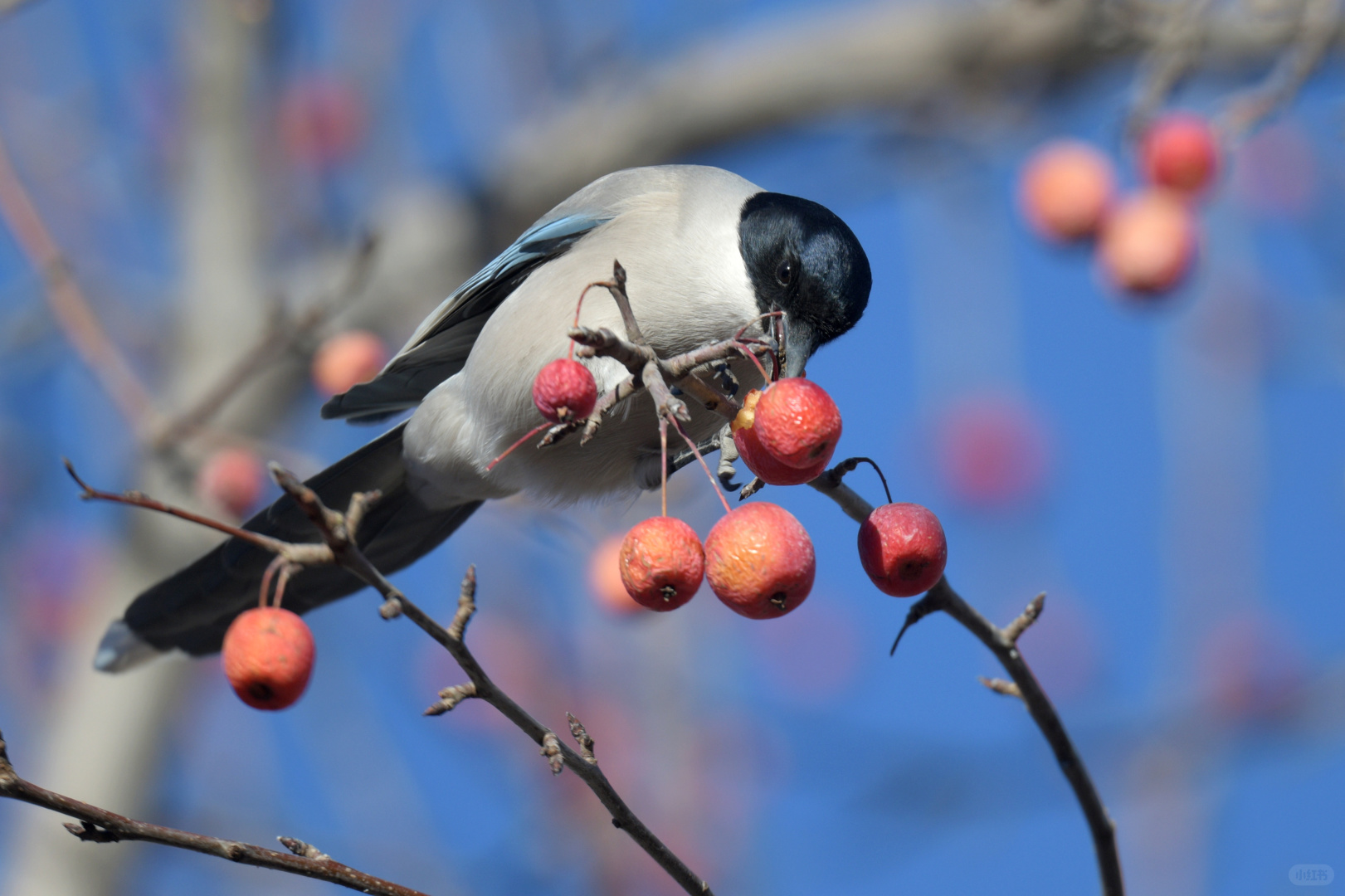 Beijing/Tianjin-Beijing Yuyuantan Park is a must visit place for bird enthusiasts, where you can capture many rare bird species!