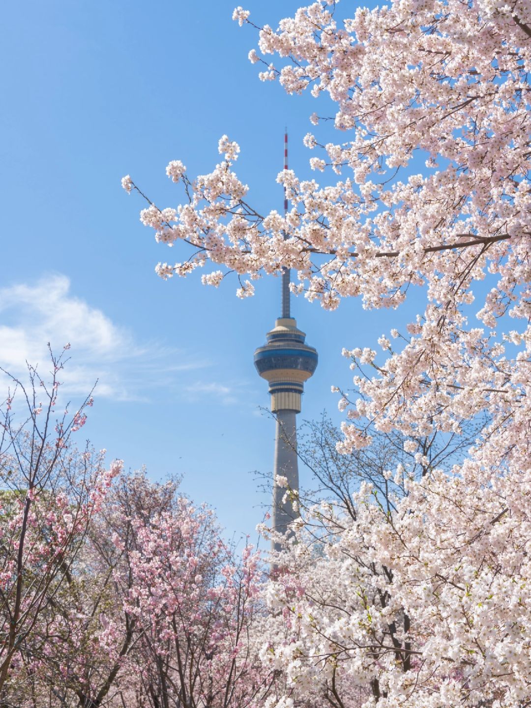 Beijing/Tianjin-Beijing Yuyuantan Park, the largest and most diverse cherry blossom scenic area, is so beautiful and romantic!