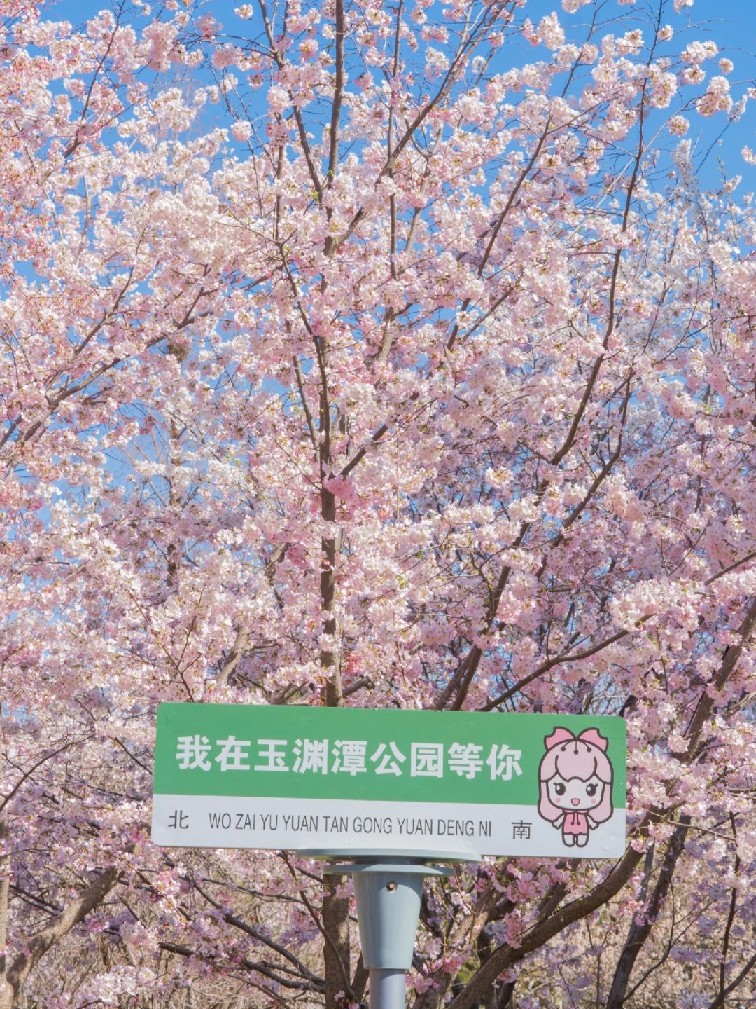 Beijing/Tianjin-Beijing Yuyuantan Park, the largest and most diverse cherry blossom scenic area, is so beautiful and romantic!