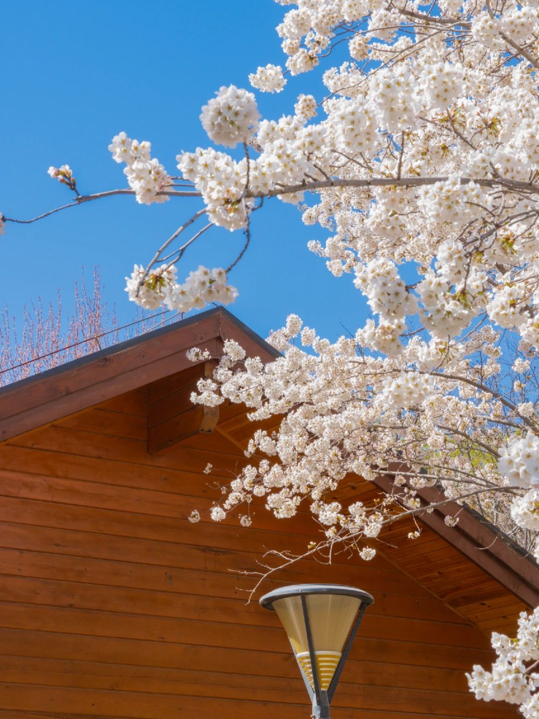 Beijing/Tianjin-Beijing Yuyuantan Park, the largest and most diverse cherry blossom scenic area, is so beautiful and romantic!