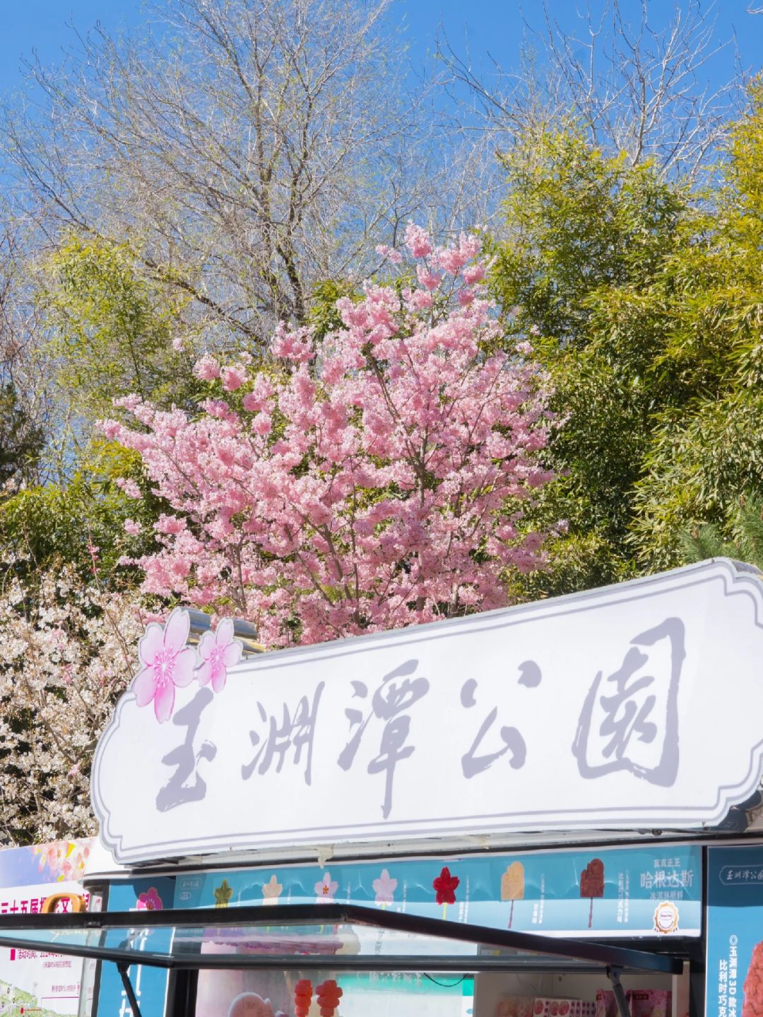 Beijing/Tianjin-Beijing Yuyuantan Park, the largest and most diverse cherry blossom scenic area, is so beautiful and romantic!