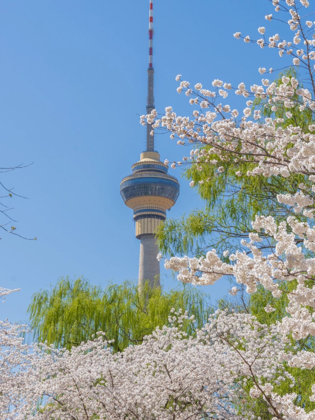 Beijing/Tianjin-Beijing Yuyuantan Park, the largest and most diverse cherry blossom scenic area, is so beautiful and romantic!