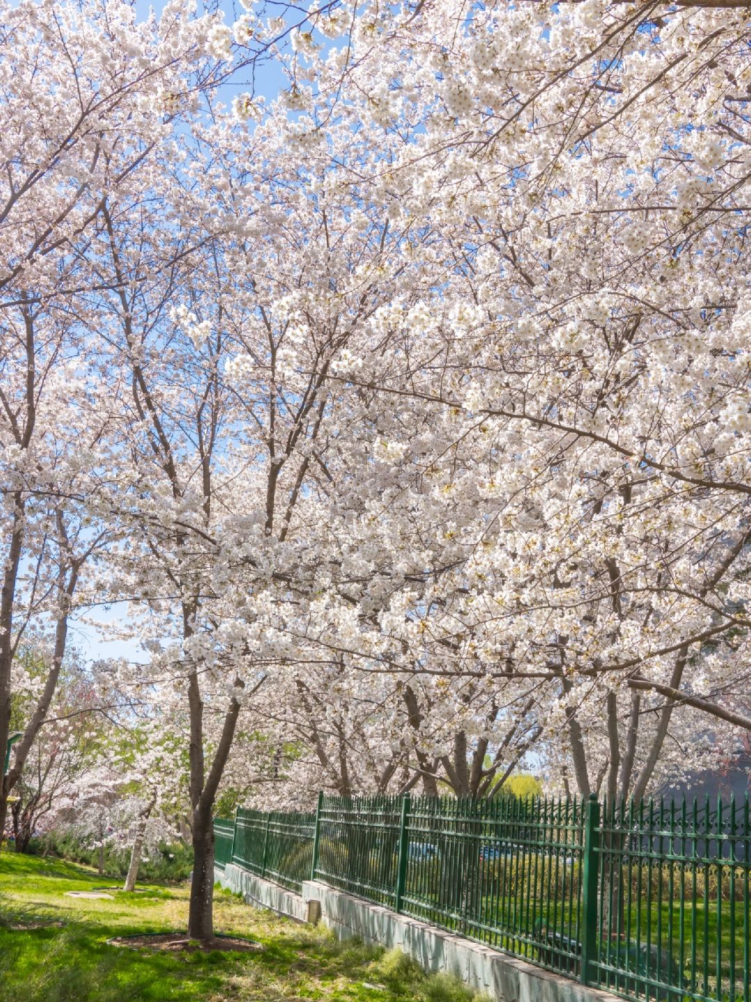 Beijing/Tianjin-Beijing Yuyuantan Park, the largest and most diverse cherry blossom scenic area, is so beautiful and romantic!
