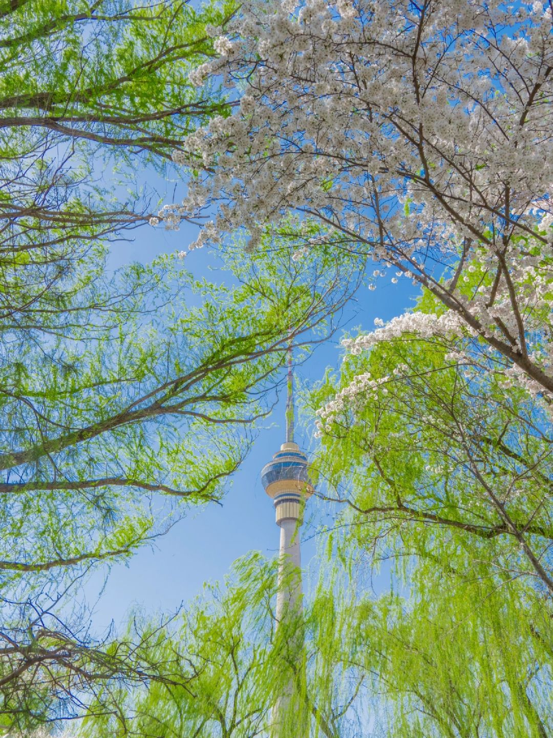 Beijing/Tianjin-Beijing Yuyuantan Park, the largest and most diverse cherry blossom scenic area, is so beautiful and romantic!
