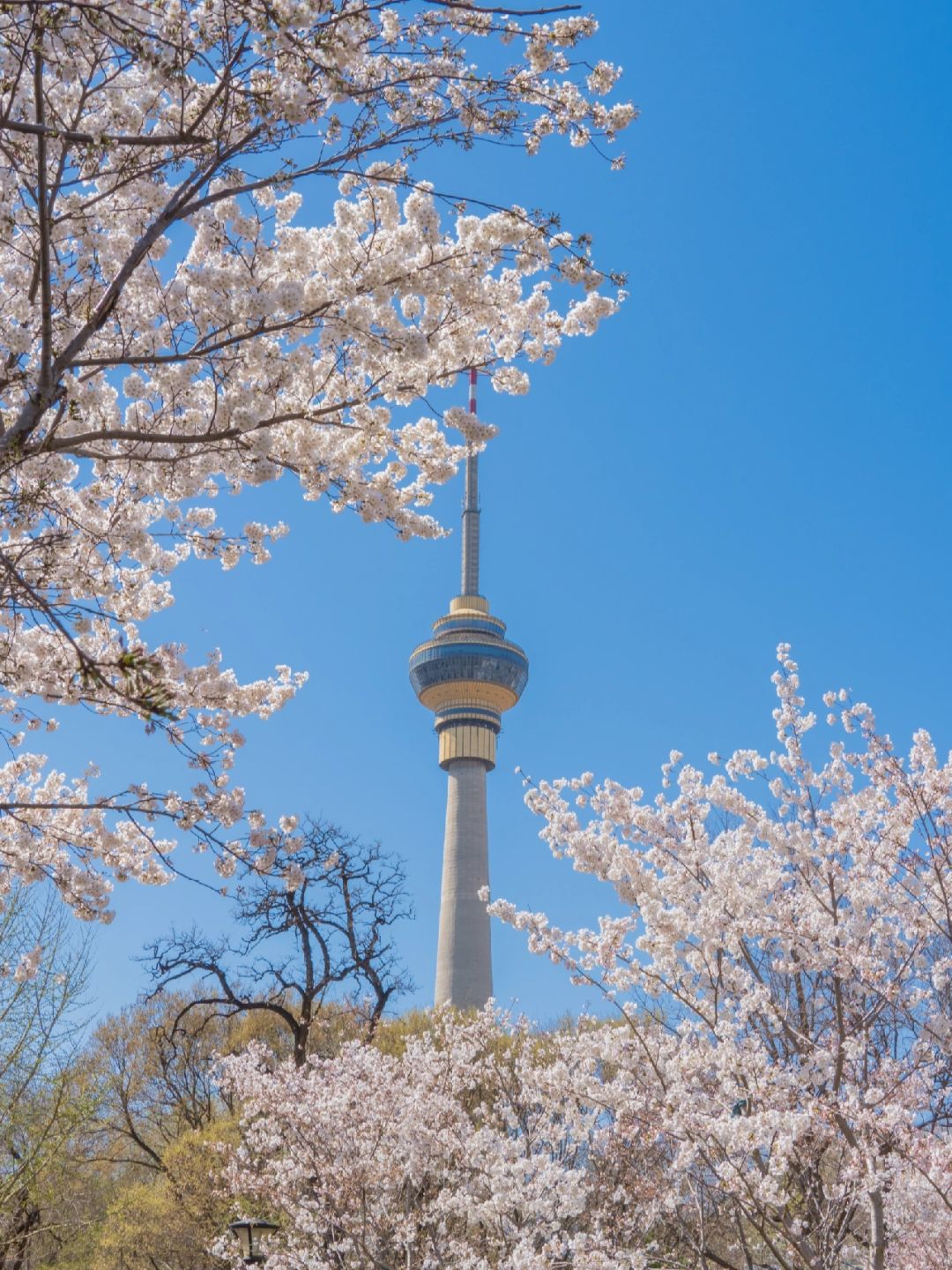 Beijing/Tianjin-Beijing Yuyuantan Park, the largest and most diverse cherry blossom scenic area, is so beautiful and romantic!