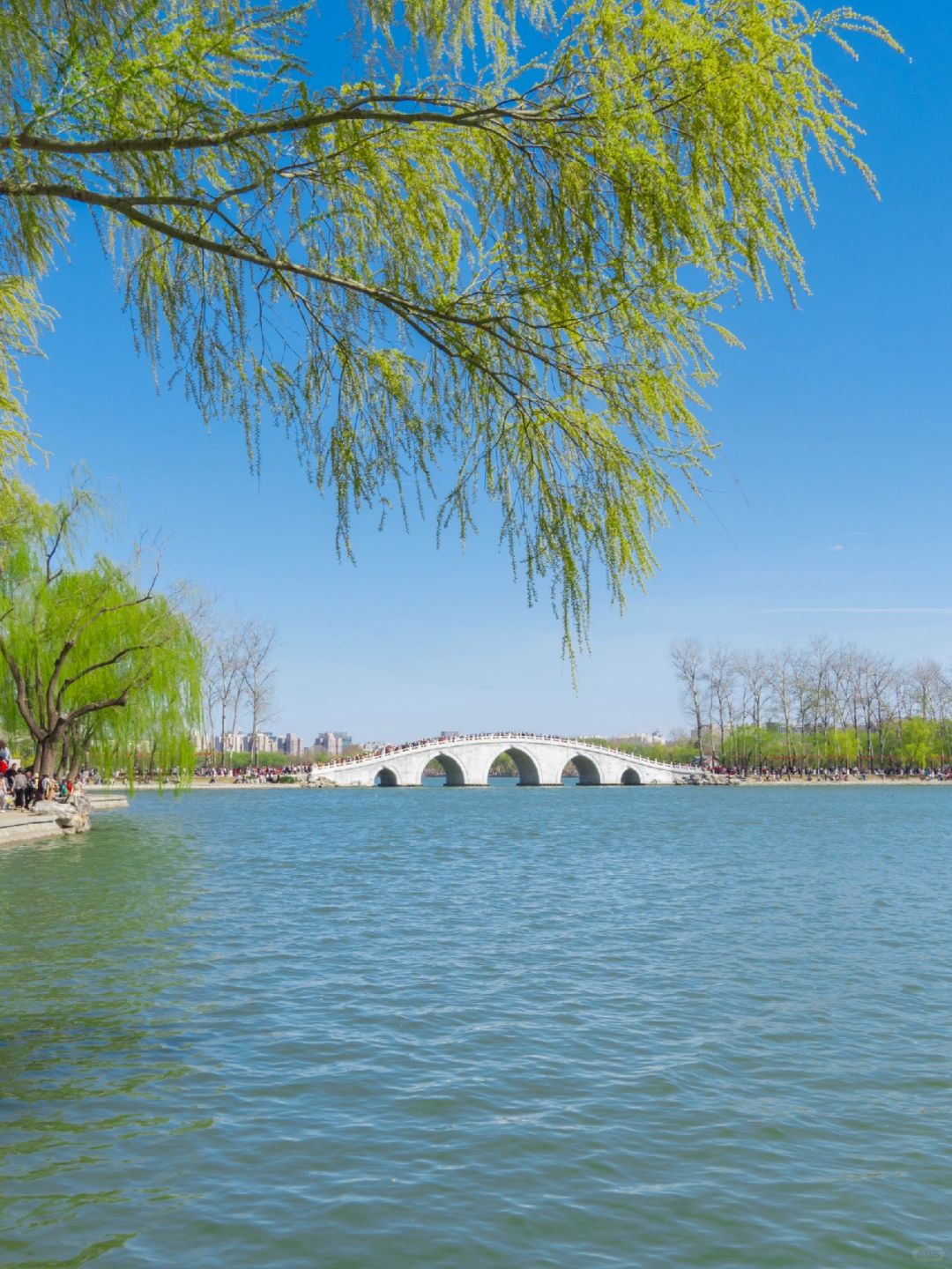 Beijing/Tianjin-Beijing Yuyuantan Park, the largest and most diverse cherry blossom scenic area, is so beautiful and romantic!