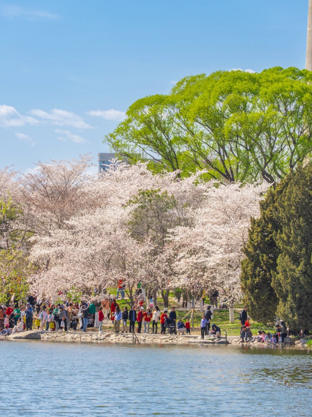 Beijing/Tianjin-Beijing Yuyuantan Park, the largest and most diverse cherry blossom scenic area, is so beautiful and romantic!