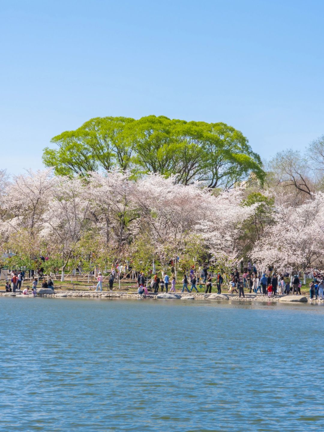 Beijing/Tianjin-Beijing Yuyuantan Park, the largest and most diverse cherry blossom scenic area, is so beautiful and romantic!