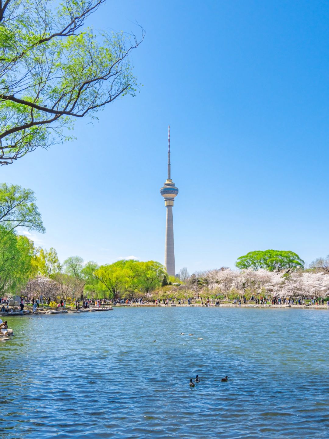 Beijing/Tianjin-Beijing Yuyuantan Park, the largest and most diverse cherry blossom scenic area, is so beautiful and romantic!