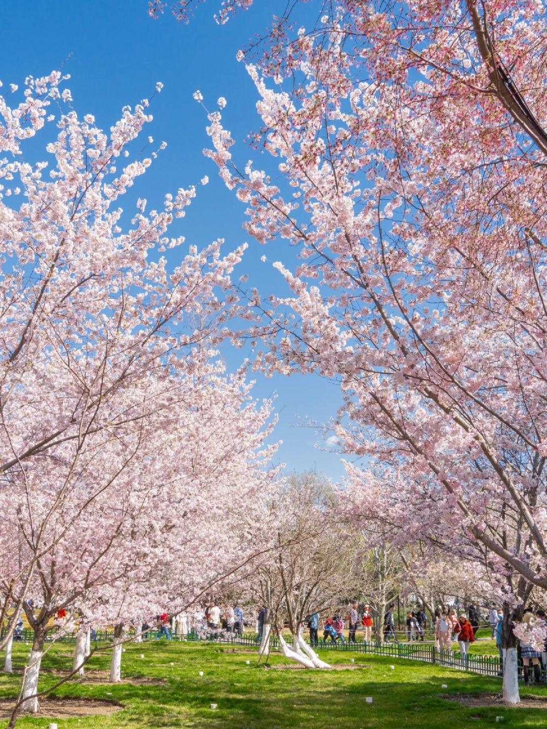 Beijing/Tianjin-Beijing Yuyuantan Park, the largest and most diverse cherry blossom scenic area, is so beautiful and romantic!