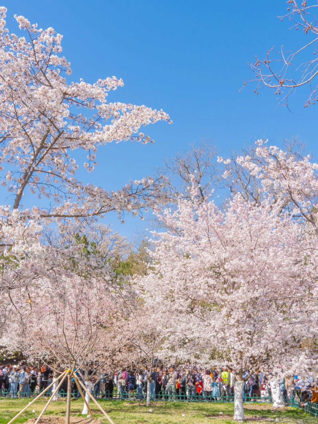 Beijing/Tianjin-Beijing Yuyuantan Park, the largest and most diverse cherry blossom scenic area, is so beautiful and romantic!