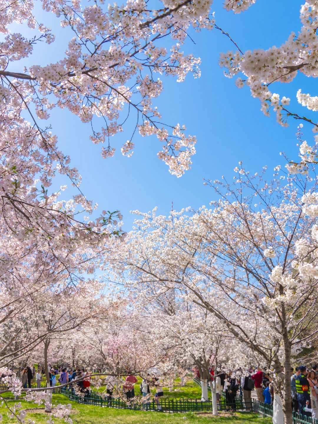 Beijing/Tianjin-Beijing Yuyuantan Park, the largest and most diverse cherry blossom scenic area, is so beautiful and romantic!