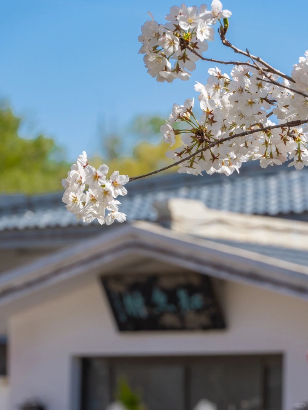 Beijing/Tianjin-Beijing Yuyuantan Park, the largest and most diverse cherry blossom scenic area, is so beautiful and romantic!