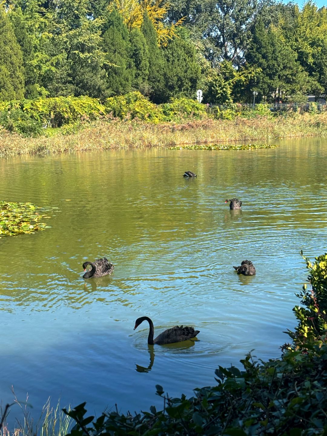 Beijing/Tianjin-The Beijing Yuanmingyuan Wanyuan Park is a masterpiece with a hundred years of history and the highest level of expertise in garden design