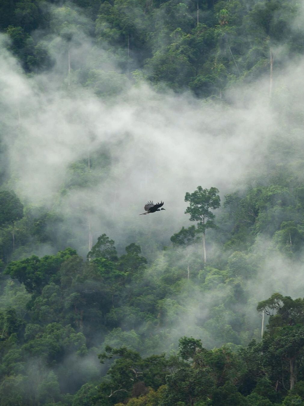 Phuket-Khao Sok National Park, Phuket, ?‍♂ the oldest tropical rainforest in Thailand