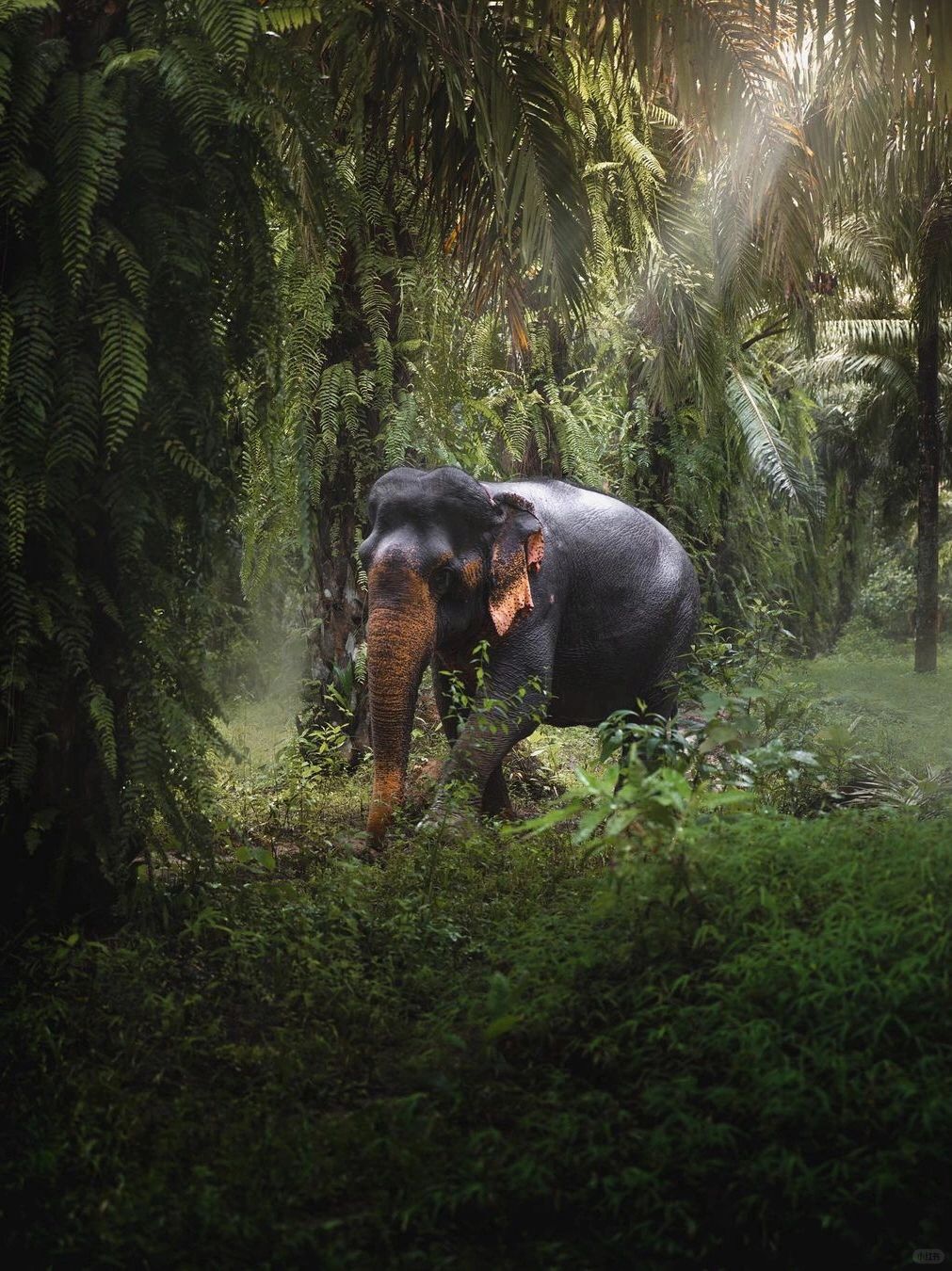 Phuket-Khao Sok National Park, Phuket, ?‍♂ the oldest tropical rainforest in Thailand
