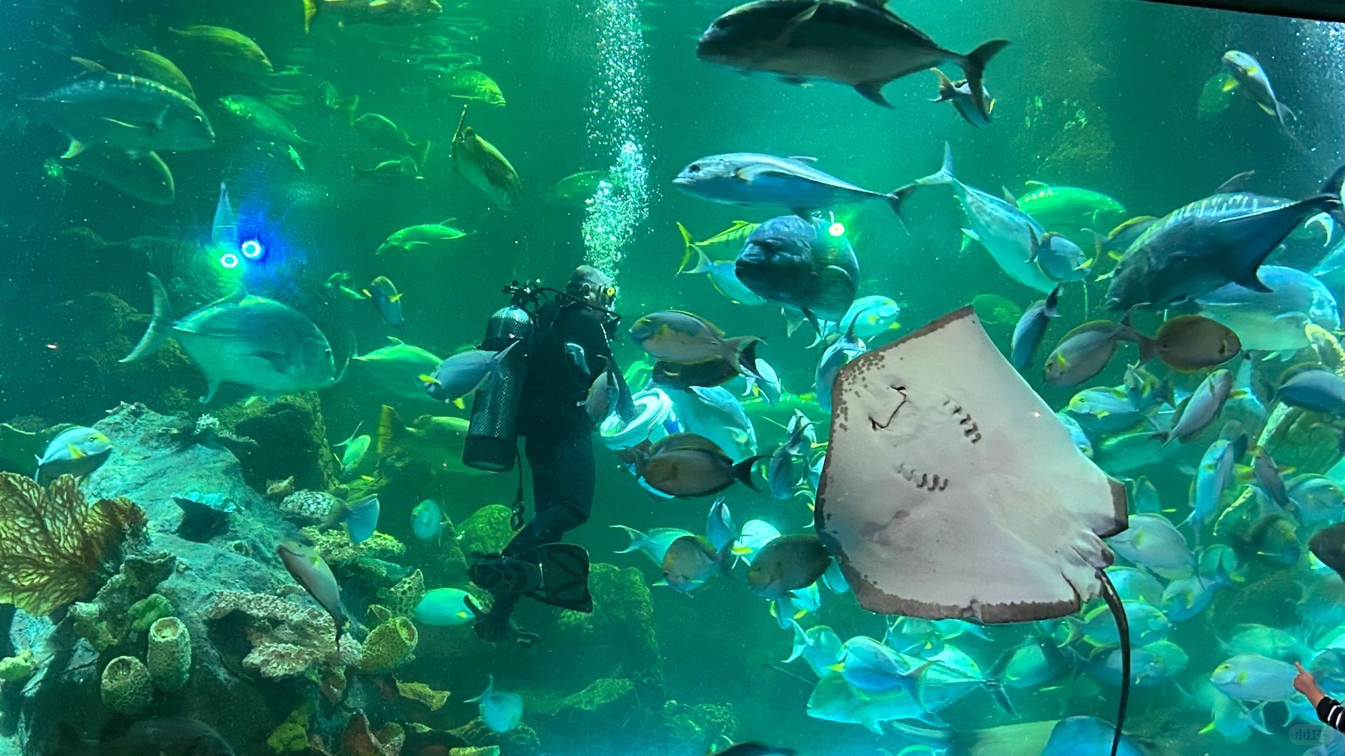Jakarta-Ancol Beach Dream Ocean Park, Interesting oceanarium near Jakarta, suitable for children