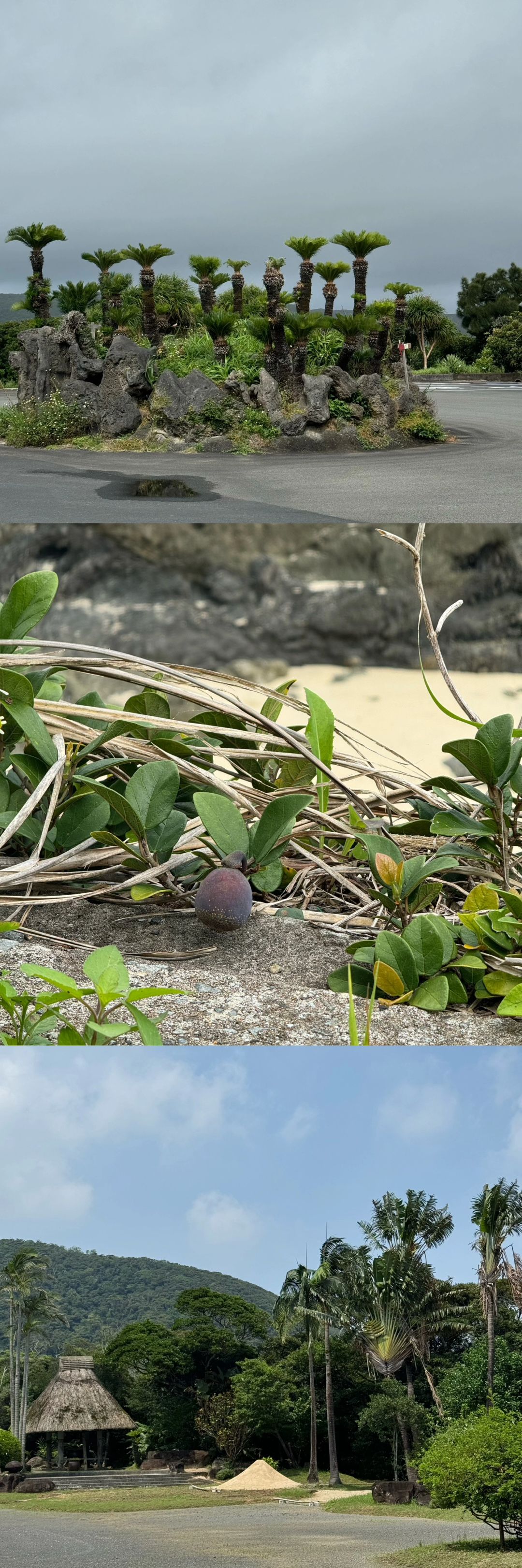 Okinawa-My Delightful Denbo Experience:Fonteb Tropica, Amami and Frasco