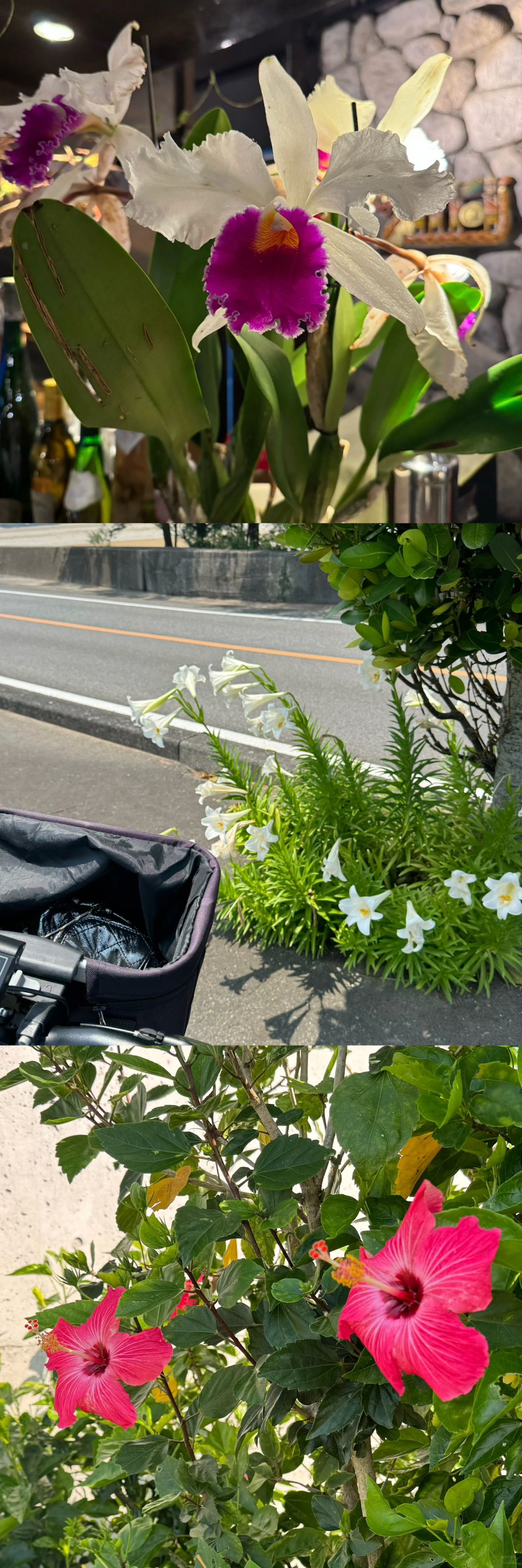Okinawa-My Delightful Denbo Experience:Fonteb Tropica, Amami and Frasco