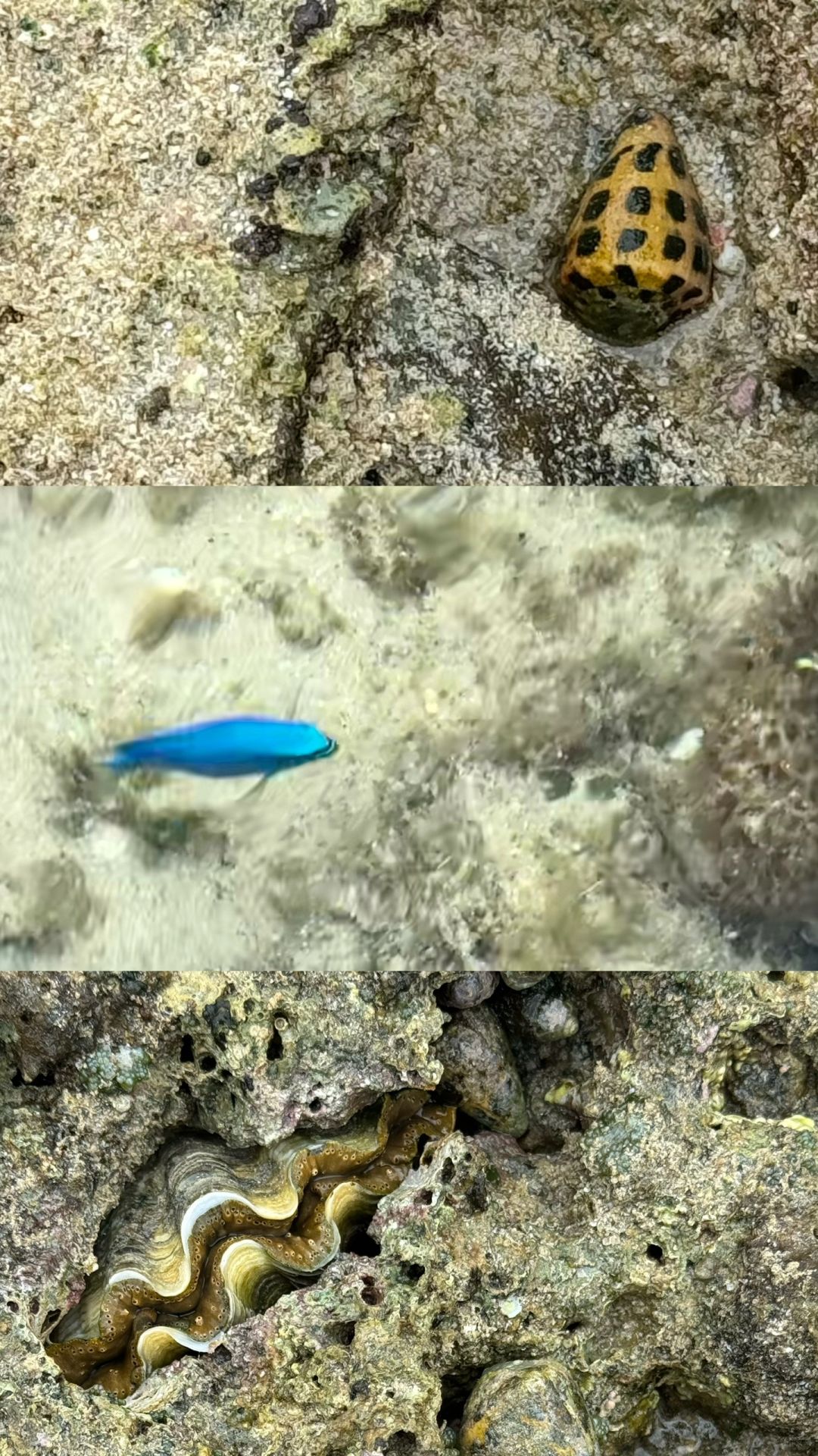 Okinawa-My Delightful Denbo Experience:Fonteb Tropica, Amami and Frasco