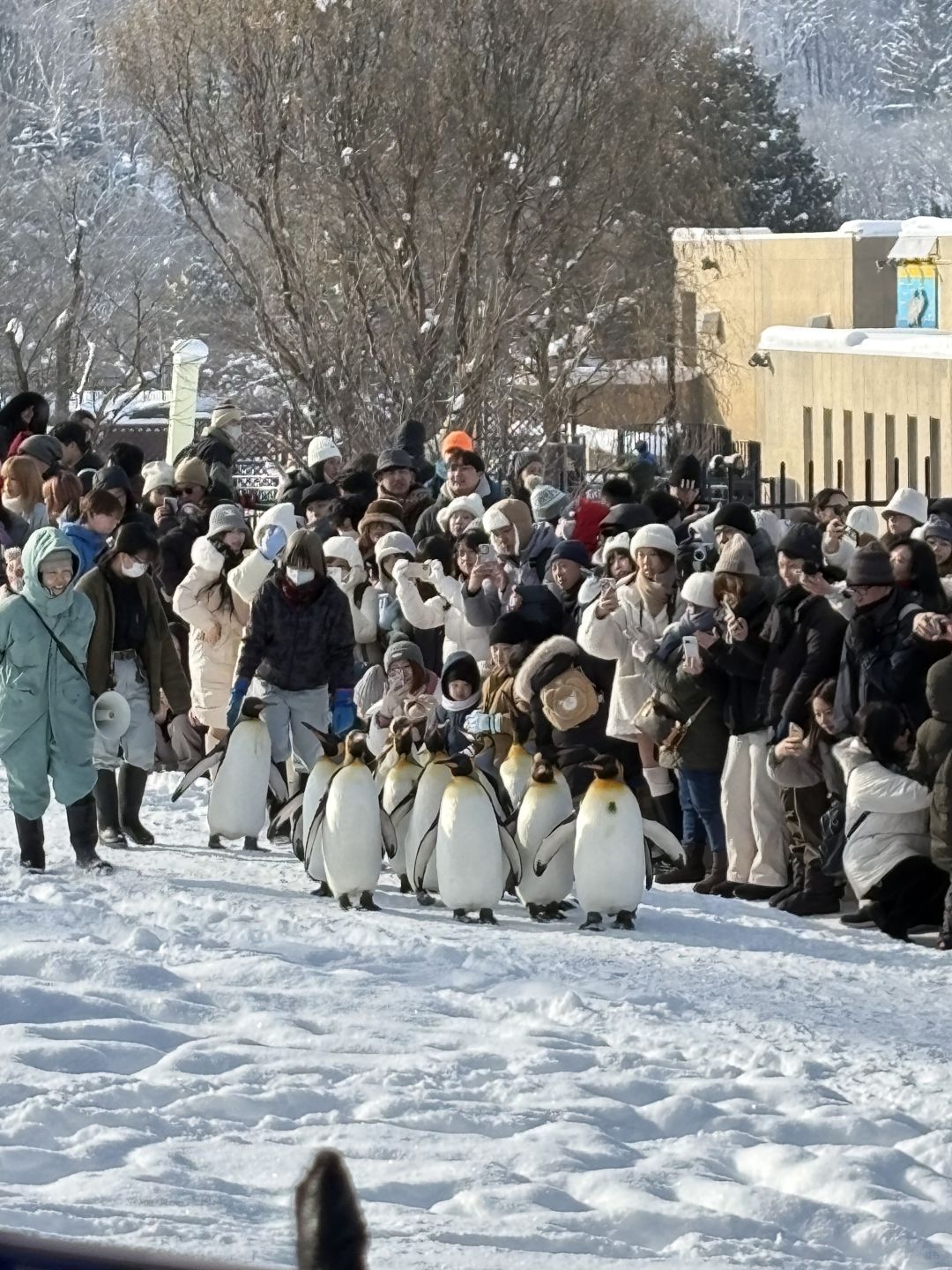 Sapporo/Hokkaido-4 full guide in Asahikawa Zoo for penguin parade