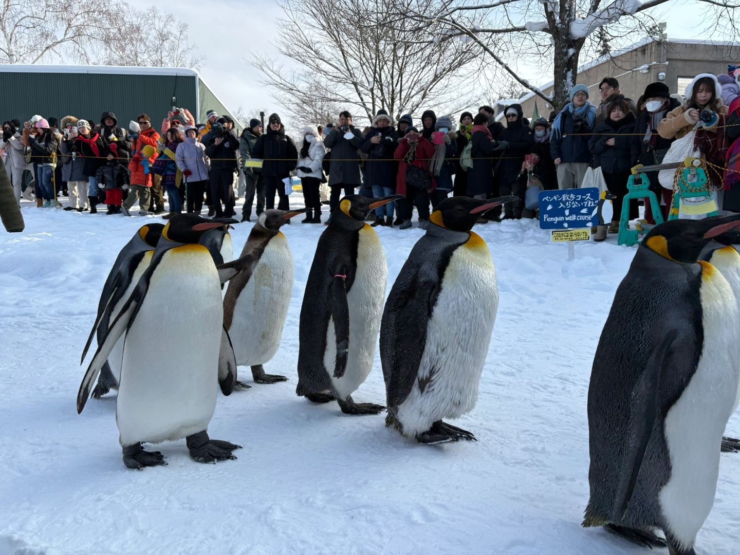 Sapporo/Hokkaido-4 full guide in Asahikawa Zoo for penguin parade