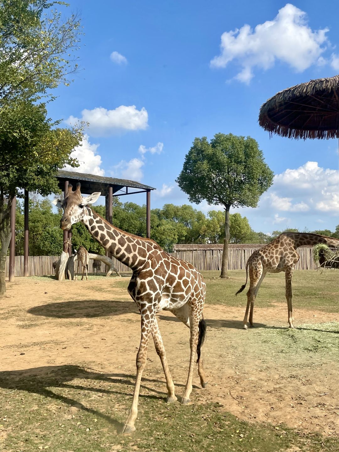 Shanghai/Hangzhou-Shanghai Wildlife Park has a variety of wild animals!That's lovely!