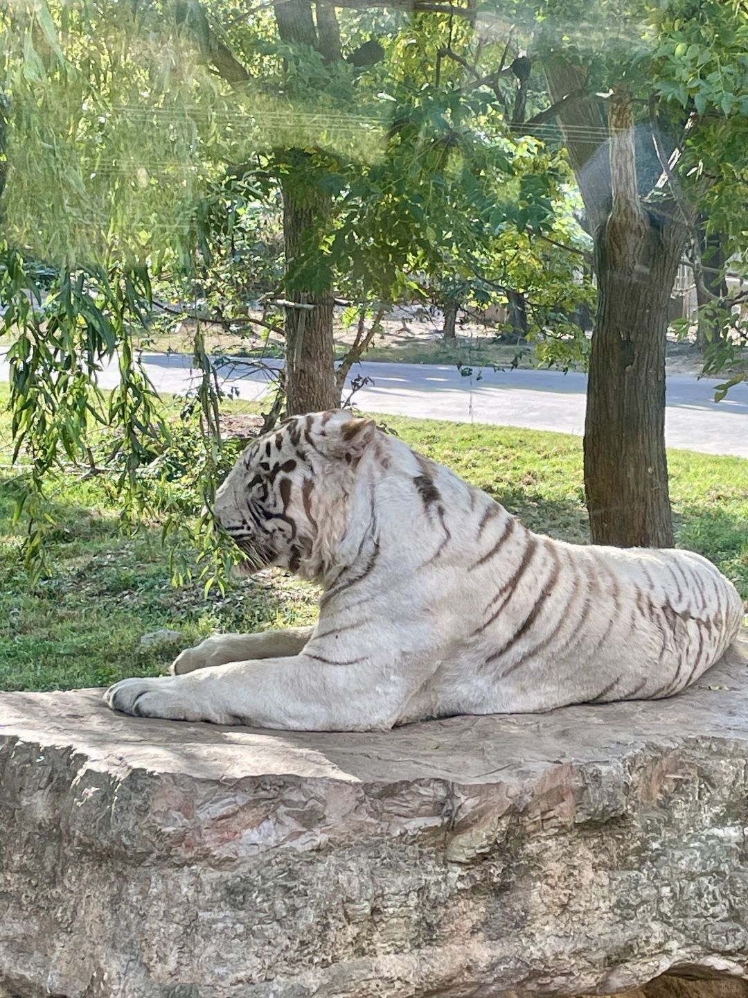 Shanghai/Hangzhou-Shanghai Wildlife Park has a variety of wild animals!That's lovely!