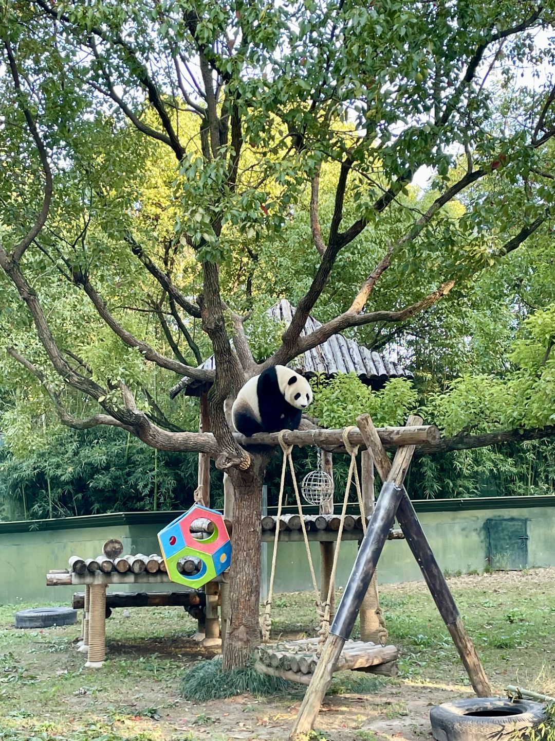 Shanghai/Hangzhou-Shanghai Wildlife Park has a variety of wild animals!That's lovely!