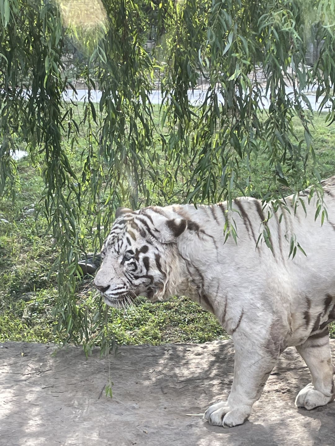 Shanghai/Hangzhou-Shanghai Wildlife Park has a variety of wild animals!That's lovely!