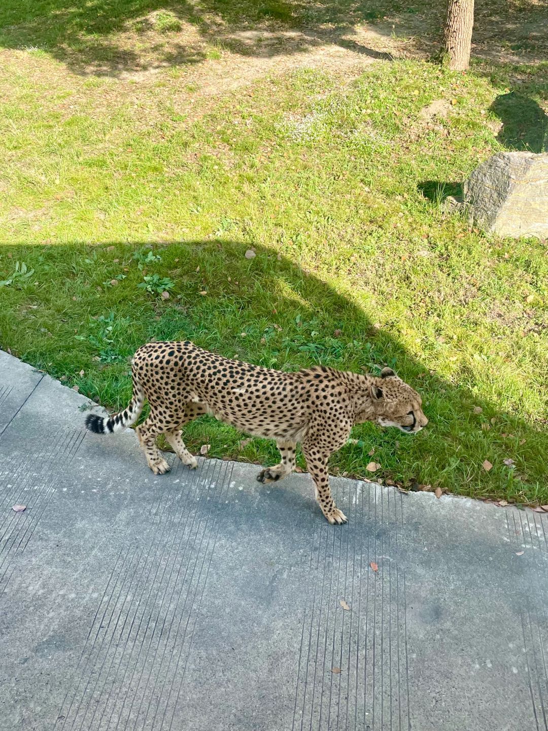 Shanghai/Hangzhou-Shanghai Wildlife Park has a variety of wild animals!That's lovely!