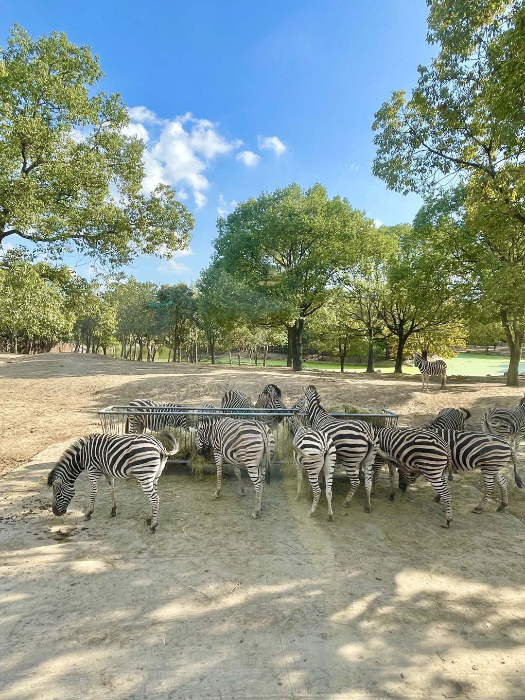 Shanghai/Hangzhou-Shanghai Wildlife Park has a variety of wild animals!That's lovely!