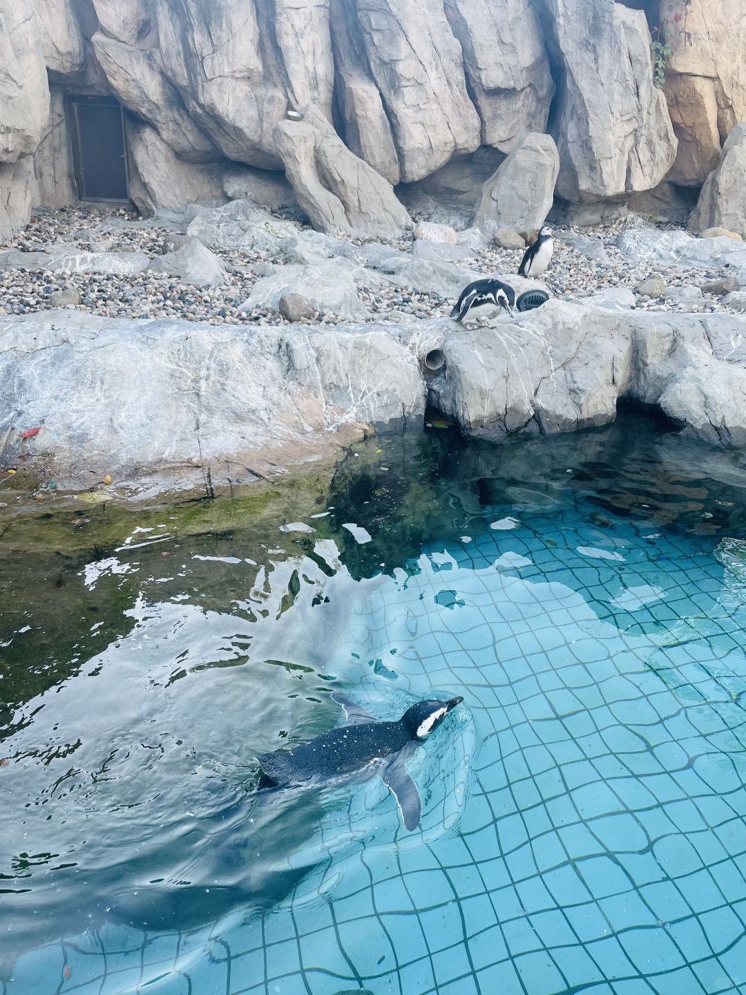 Shanghai/Hangzhou-Shanghai Wildlife Park has a variety of wild animals!That's lovely!
