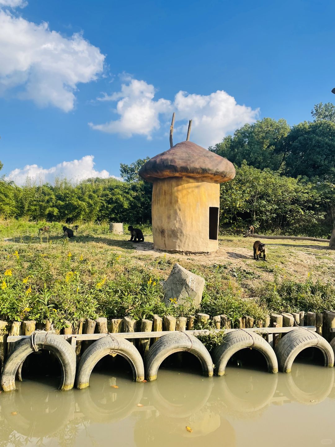 Shanghai/Hangzhou-Shanghai Wildlife Park has a variety of wild animals!That's lovely!