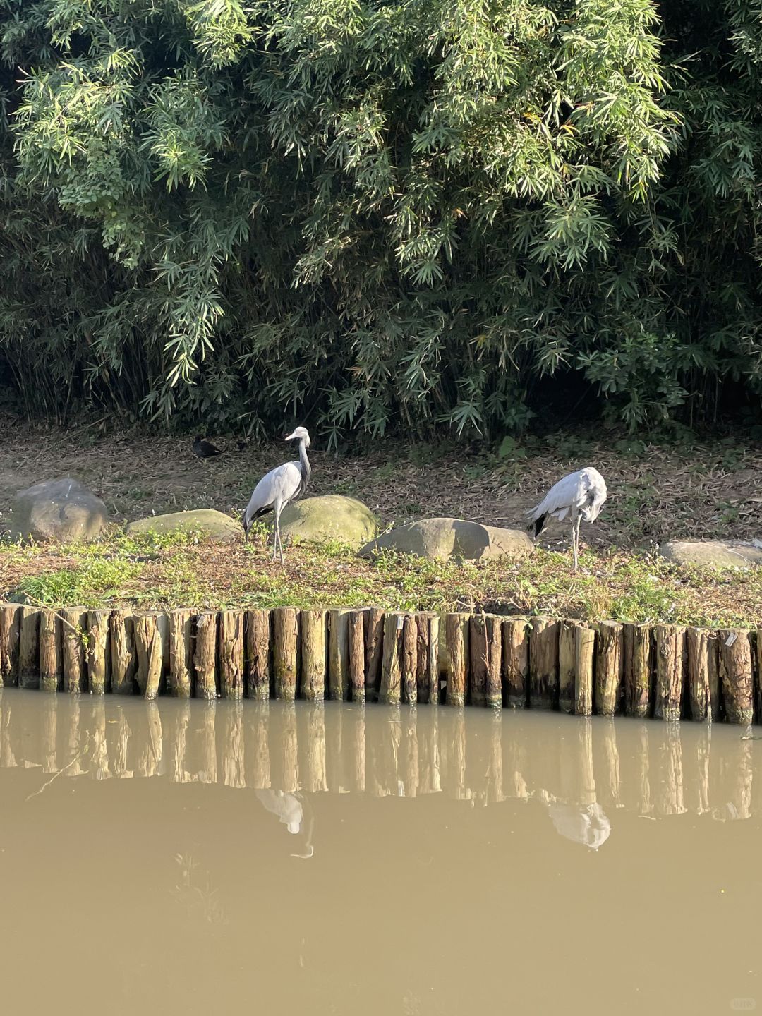 Shanghai/Hangzhou-Shanghai Wildlife Park has a variety of wild animals!That's lovely!