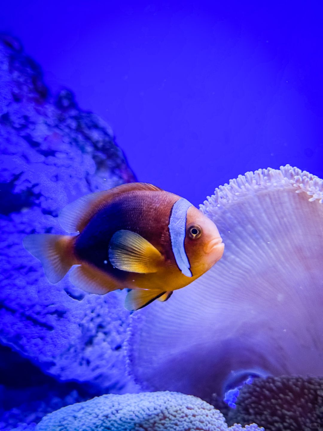 Shanghai/Hangzhou-Shanghai Aquarium has marine creatures from all over the world!Jellyfish are especially beautiful!