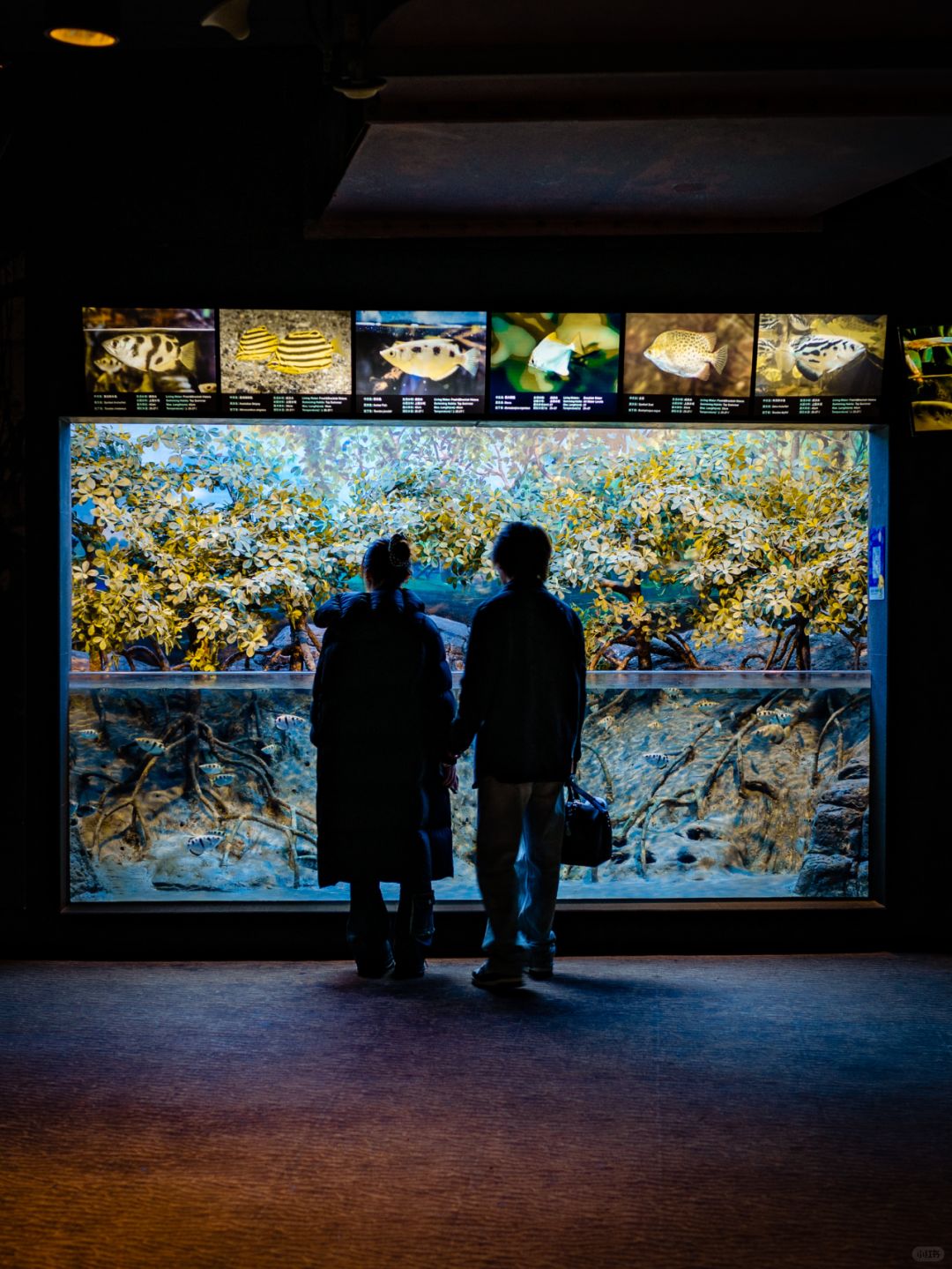Shanghai/Hangzhou-Shanghai Aquarium has marine creatures from all over the world!Jellyfish are especially beautiful!