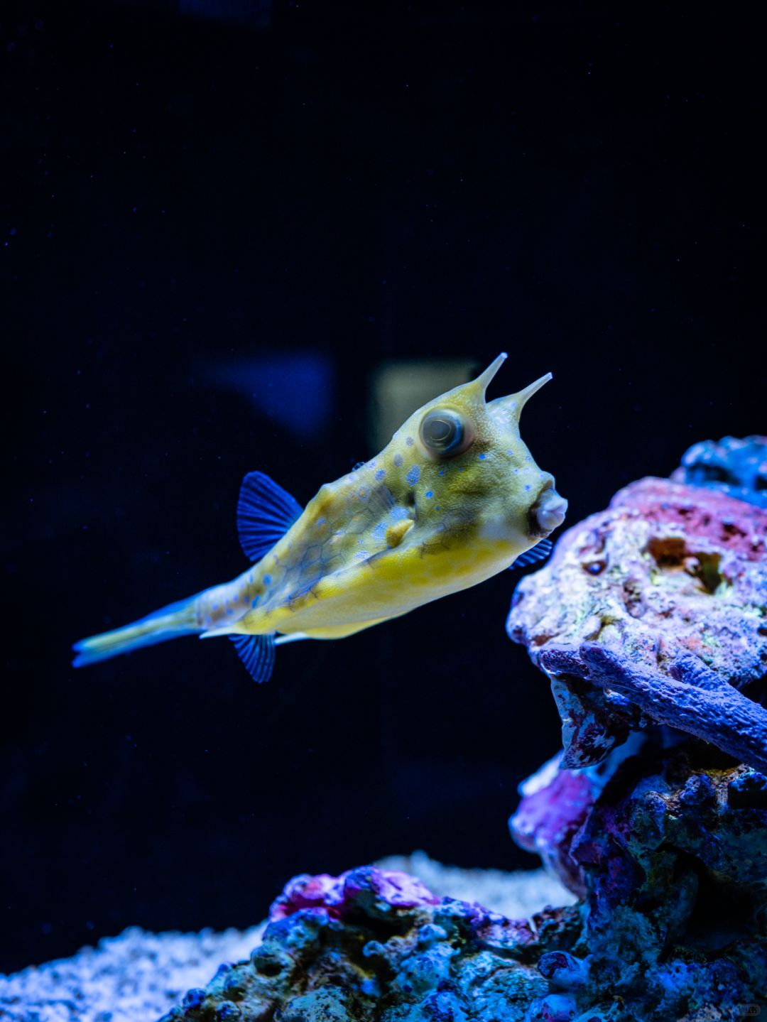Shanghai/Hangzhou-Shanghai Aquarium has marine creatures from all over the world!Jellyfish are especially beautiful!