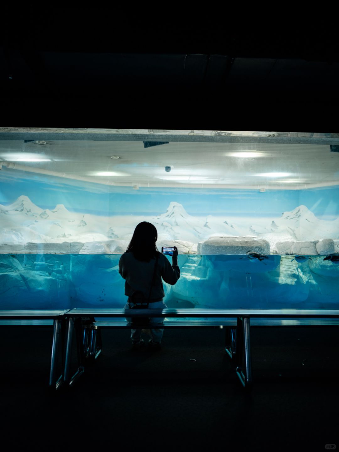 Shanghai/Hangzhou-Shanghai Aquarium has marine creatures from all over the world!Jellyfish are especially beautiful!
