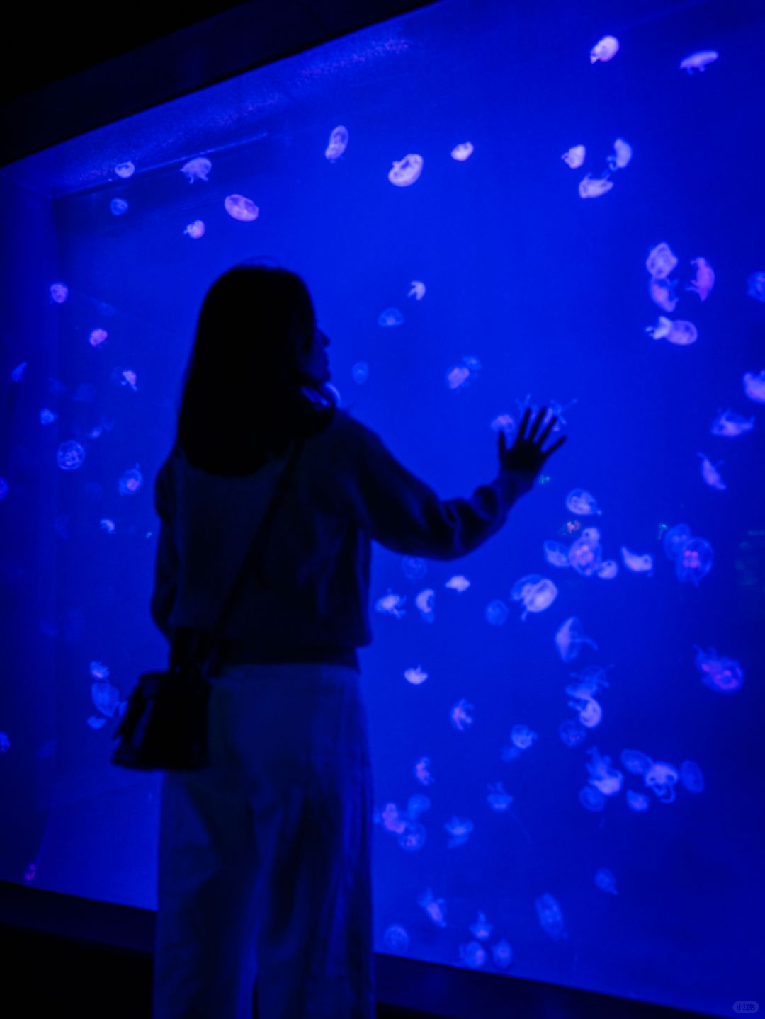 Shanghai/Hangzhou-Shanghai Aquarium has marine creatures from all over the world!Jellyfish are especially beautiful!